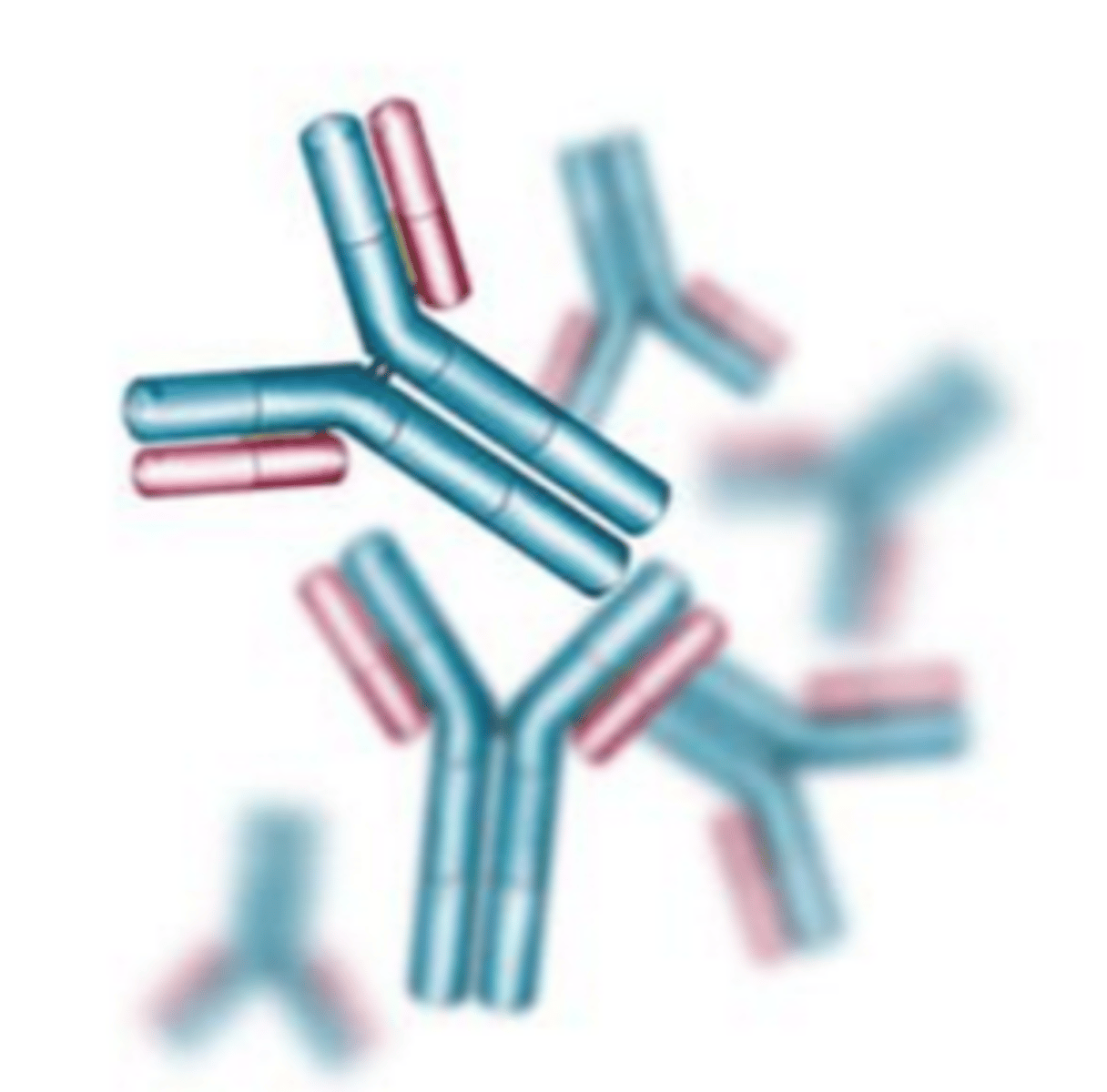<p>Specialized proteins that aid in destroying infectious agents</p>