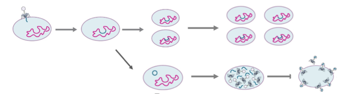 <p>don’t always lyse the host cell(Temperate, “mild”, as opposed to “virulent”); they can persist within the host cll or lyse the host cell</p><p></p><p>Note: </p><ul><li><p>Lyse: <strong>the breakdown of a cell caused by damage to its plasma (outer) membrane</strong></p></li></ul><p></p>