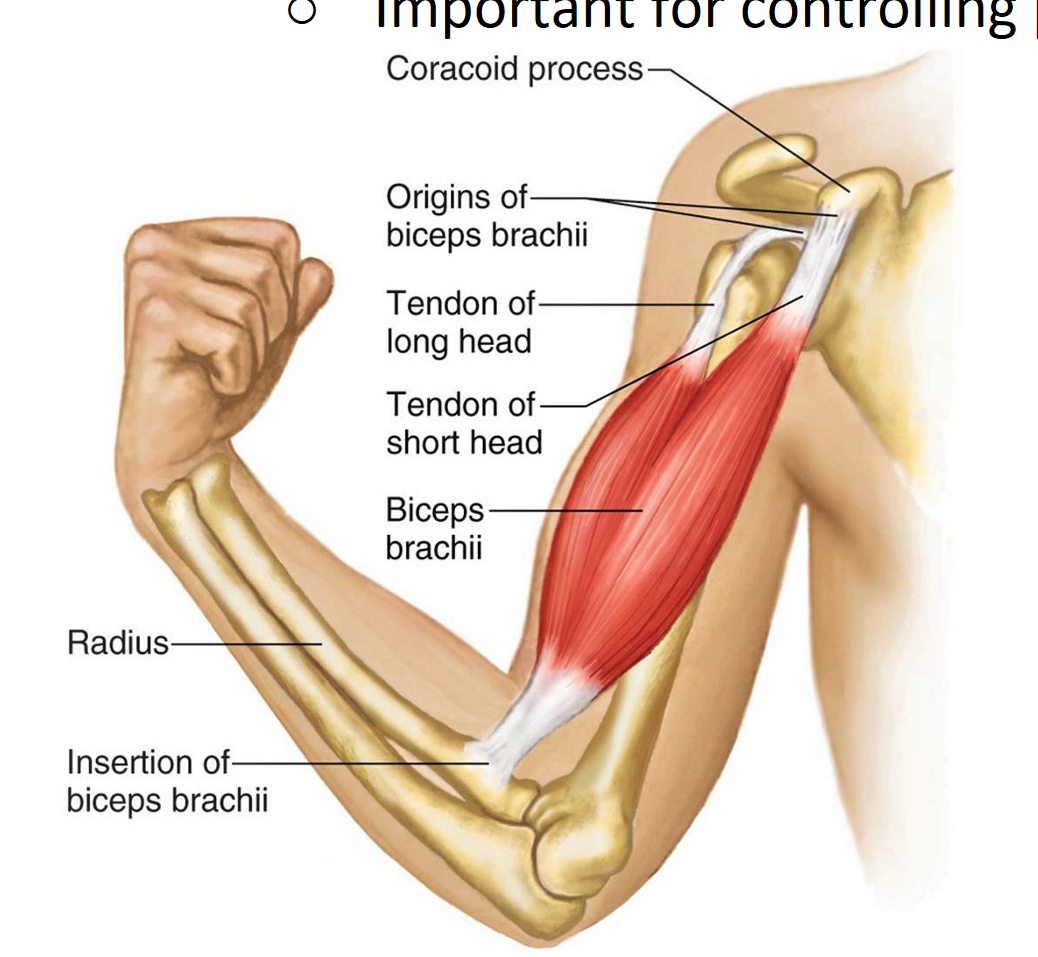<p>Biceps brachii</p>