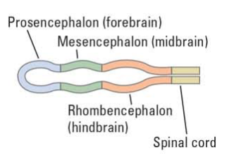 <ol><li><p>Prosencephalon (forebrain)</p></li><li><p>Mesencephalon (midbrain)</p></li><li><p>Rhombencephalon (hindbrain)</p></li><li><p>Spinal cord</p></li></ol><p></p>