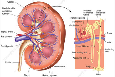 <p>what is a nephron?</p>