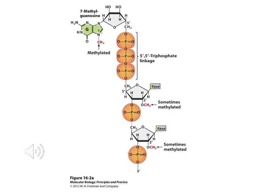 <p>An extra nucleotide, 7-methyl guanosine, linked by a 5’ to 5’ triphosphate linkage to RNA.</p>