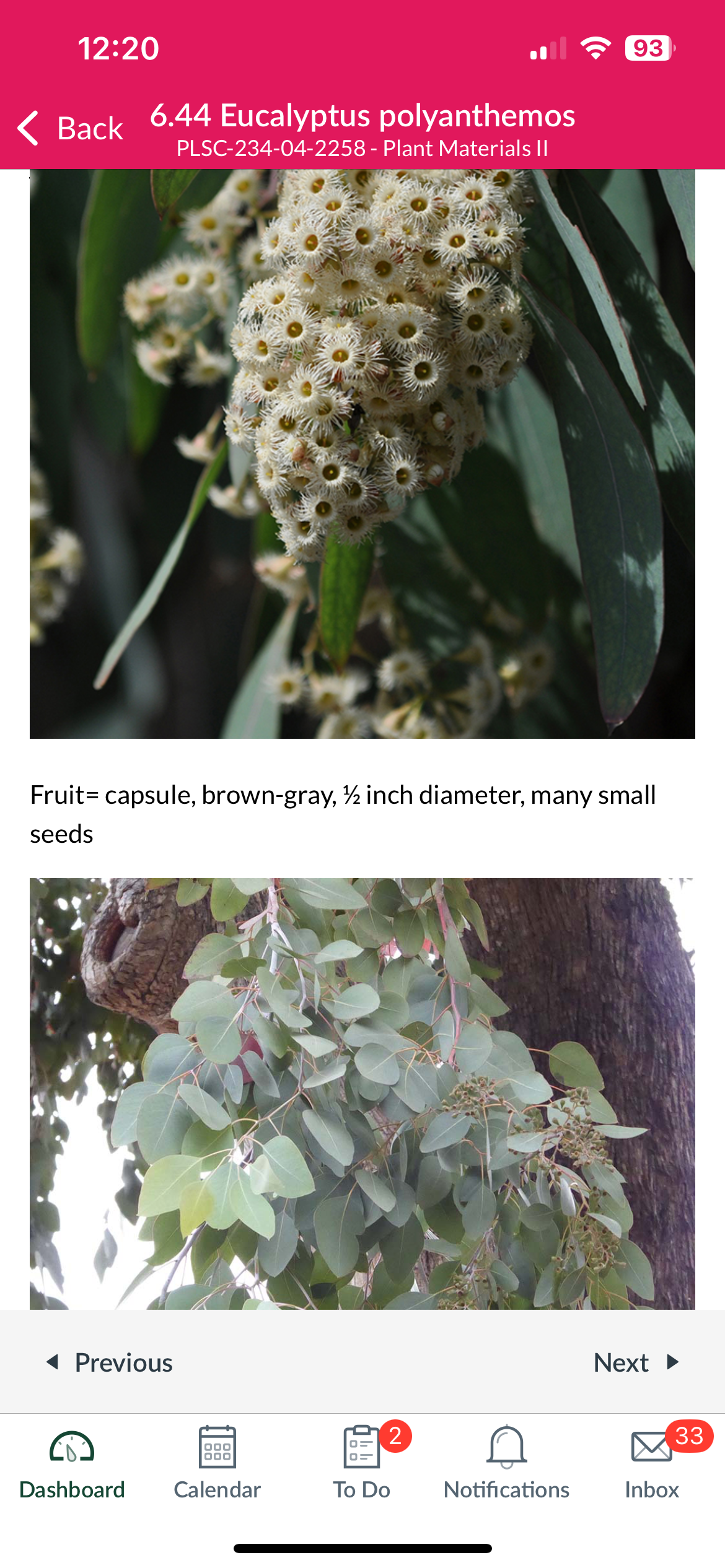 <p>Eucalyptus polyanthemos</p>