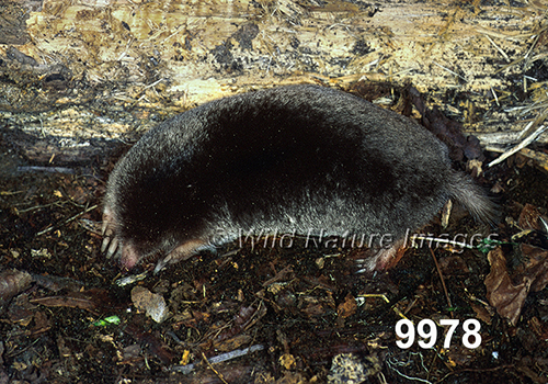 <p>Parascalops breweri</p>