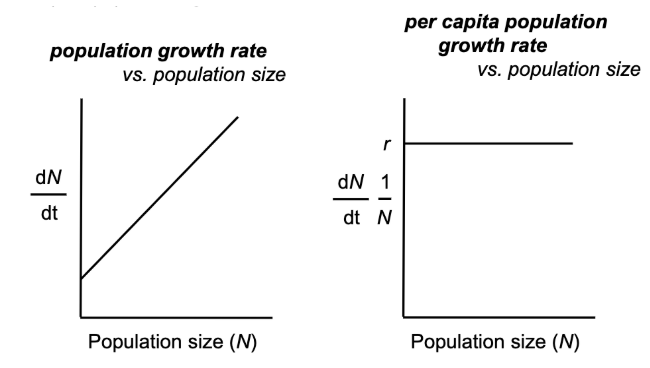 <ul><li><p><u>positive feedback</u> of population size on population hrowth; larger populations grow faster than do smaller populations</p></li><li><p>per capita population growth is <u>constant</u> </p></li></ul><p></p>