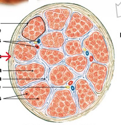 <p>Which connective tissue layer of the muscle is:</p><ul><li><p>Surrounds entire muscle, connects to deep fascia</p></li><li><p>Separates muscle from surrounding tissues</p></li></ul><p></p>