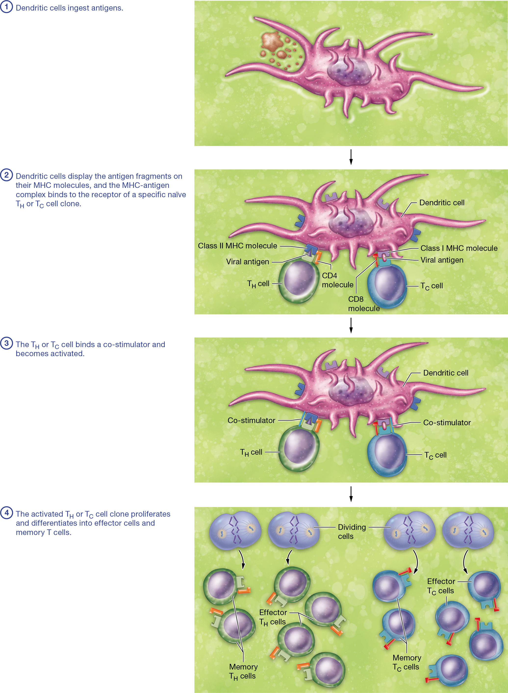 <p><strong>T Lymphocyte Activation</strong></p><ol><li><p><strong>Antigen Presentation</strong>: Dendritic cells ingest antigens and display fragments on their MHC molecules. These MHC-antigen complexes bind to specific T cell receptors on naïve T helper (TH) or cytotoxic T (TC) cell clones.</p></li><li><p><strong>Clonal Selection</strong>: The binding of the T cell receptor to the MHC-antigen complex triggers T cell activation. This process is called clonal selection because the antigen selects a specific T cell clone.</p></li><li><p><strong>Co-stimulation</strong>: For full activation, T cells require binding to co-stimulators on the dendritic cell. This ensures that T cells are only activated when necessary.</p></li><li><p><strong>Proliferation and Differentiation</strong>: Activated T cells proliferate and differentiate into effector cells, which perform immediate immune responses, and memory T cells, which provide long-term immunity.</p></li></ol><p><strong>Clonal Concept in Immunology</strong></p><p>In immunology, a "clone" refers to a group of cells derived from a single progenitor cell, all having the same antigen specificity. This concept is crucial for understanding how the immune system targets specific pathogens.</p>