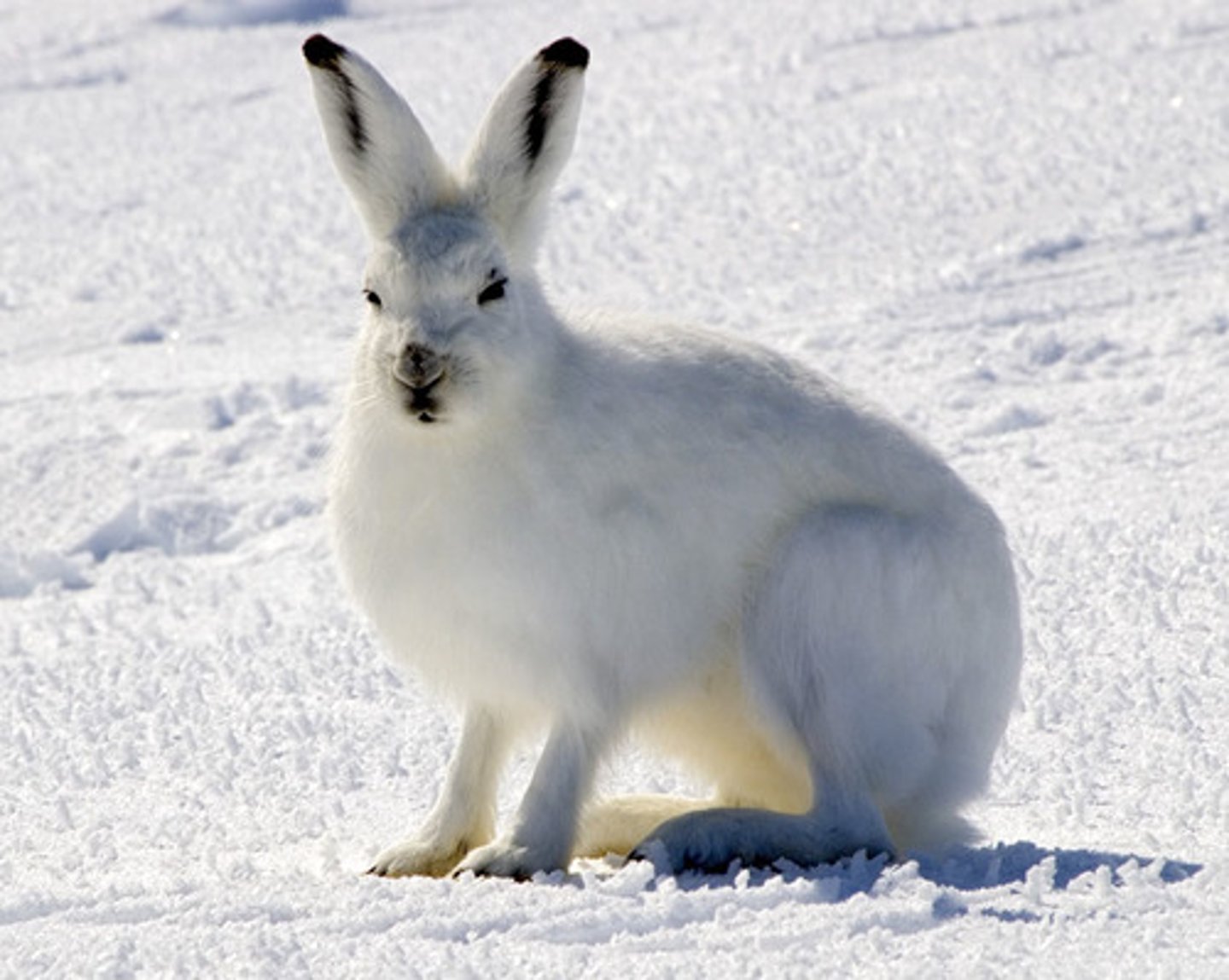 <p>arctic hare</p>