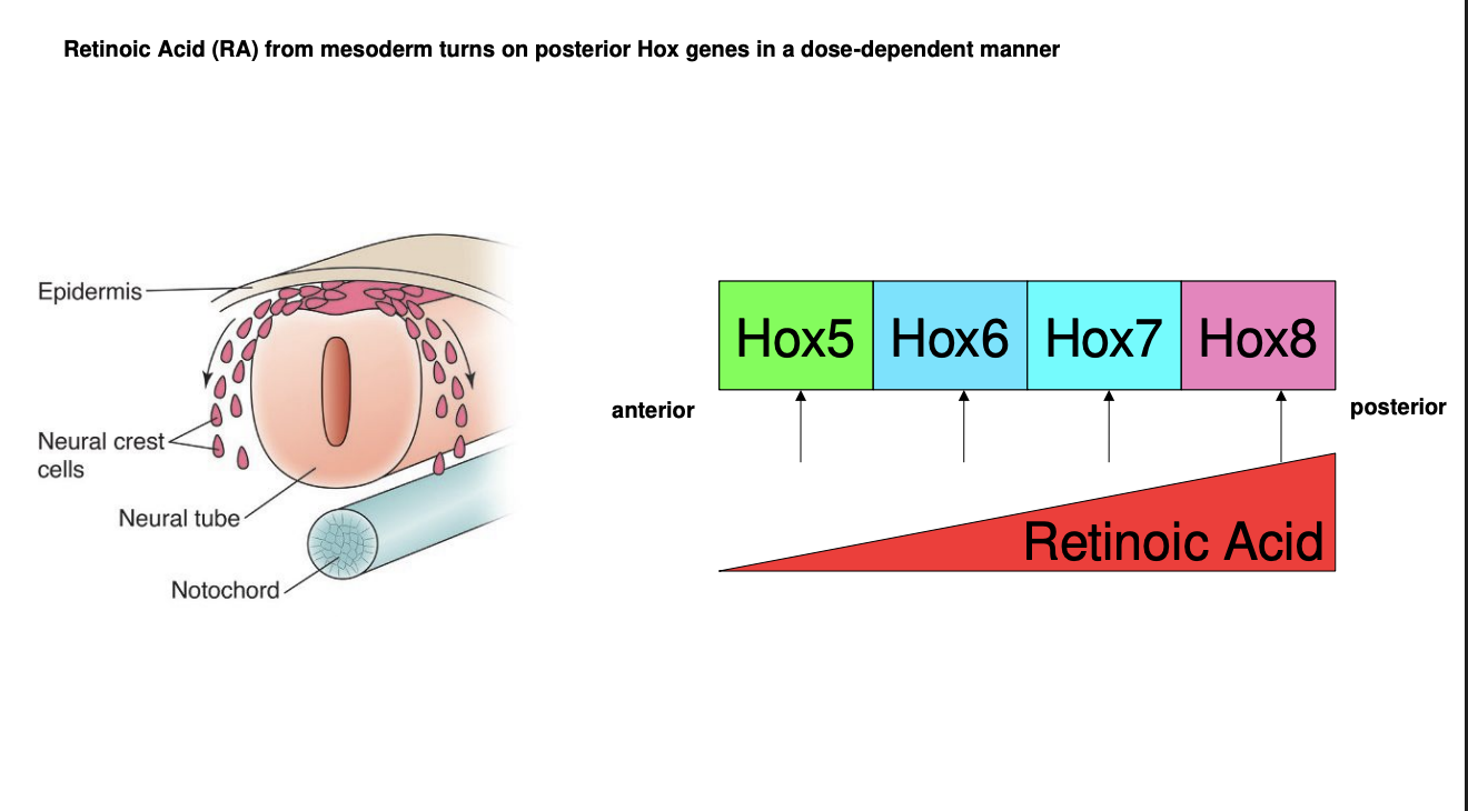 <ul><li><p>Different Hox gene promotoers are activated by different concnetrations of RA</p></li><li><p>Experimental evidence:</p><ul><li><p>High RA→ loss of anterior strucutres</p><ul><li><p>shows→ high levels drive expression of Hox genes for posterior identity</p></li></ul></li><li><p>Low RA-. permits expression of anterior identity</p></li></ul></li><li><p><strong>Each Hox gene</strong> is activate at a different level of RA concentration→ therefore each region of the neural tube along the A-P axis will express one or more Hox genes</p></li><li><p>The combinatorial code further assists in narrowing down the identity of each neural tube region in the A-P axis</p></li></ul><p></p>