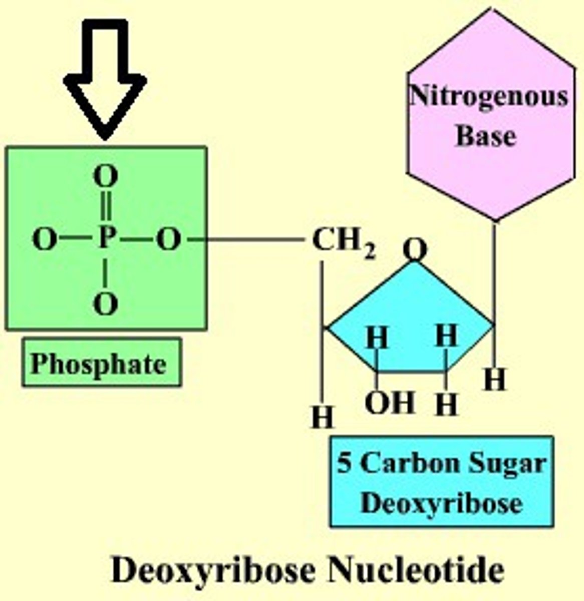 <p>attaches conveniently to either the 5' or 3' of a ribose or deoxyribose nucleotide</p><p>-------------------------</p><p>- the strand has directionality 5' to 3'</p><p>- in a strand, all sugar molecules are oriented in the same direction </p><p>- the phosphate and sugar molecules form the backbone of the nucleic acid strand</p><p>- the bases project from the backbone </p>