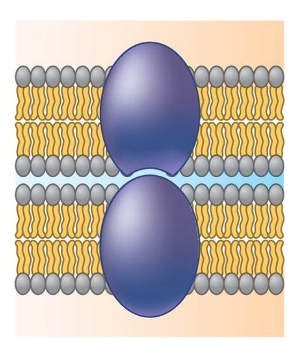 <p>attach membranes of 2 cells together, important in tissue</p>