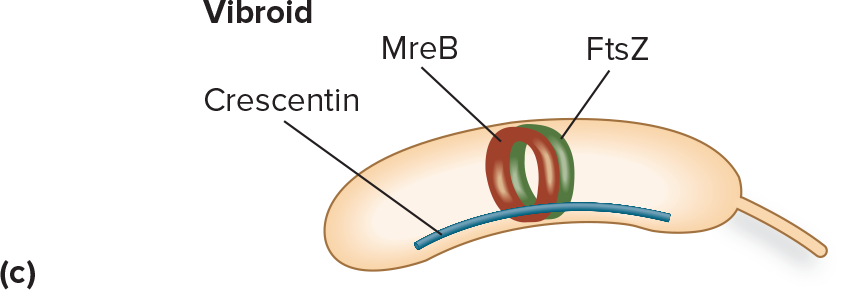 <p>complex of 30+ proteins that catalyzes PG remodeling to split the sacculus</p>