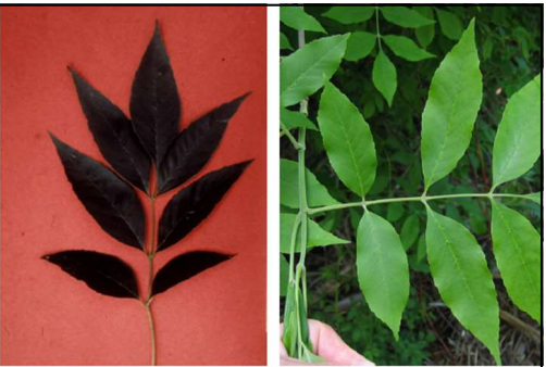 <p>Opposite, pinnately compound leaf with 7-9 lanceolate serrate leaflets.</p>