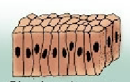 <p>Includes Stillia and is a tall or cylindrical cell </p>