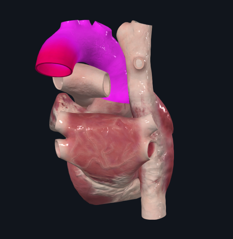 <p>Arteria que reparte la sangre hacia todo el cuerpo desde el ventrículo izquierdo</p>