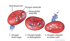 <ul><li><p>Reduces blood viscosity, allowing smoother flow through vessels and better oxygen delivery to muscles</p></li></ul><p></p>