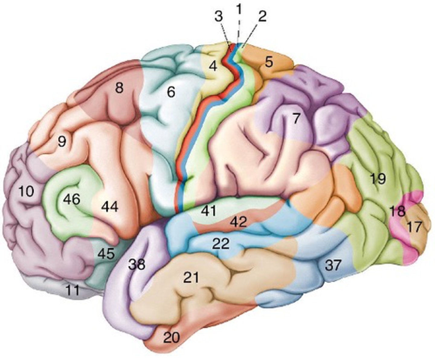 <p>This image shows ___________ _____________________ ___ and every different number has a different ____________ structure</p>