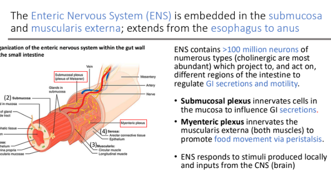 <p>stimuli produced locally and inputs from the CNS (brain)</p>