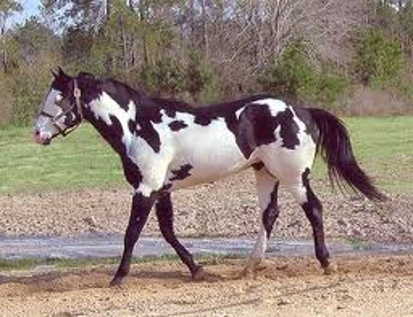 <p>type of pinto pattern where white will not cross the back of the horse between the withers and tail, dark legs color is irregular scattered or splashy</p>