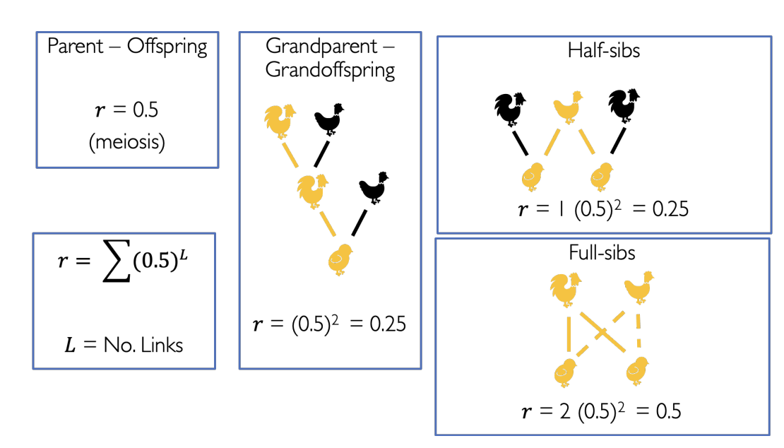 <p>r= 0 between random individuals</p><p>r=1 between clones</p><ul><li><p>each line = meiosis</p><ul><li><p>so x 0.5</p></li></ul></li><li><p>0.5 to the power of how many links there are in a path from one thing to the other</p></li><li><p>Sum of all the paths</p></li></ul><p></p>