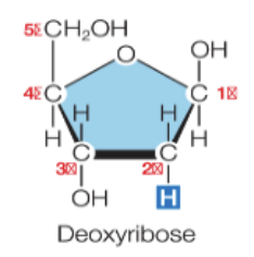 <ul><li><p>deoxyribonucleic acid</p></li><li><p>a deoxyribose pentose + a base + a phosphate group</p></li><li><p>the deoxyribose pentose in missing an oxygen attached to the 2’ carbon; this is what makes it different from ribose </p></li></ul><p></p>