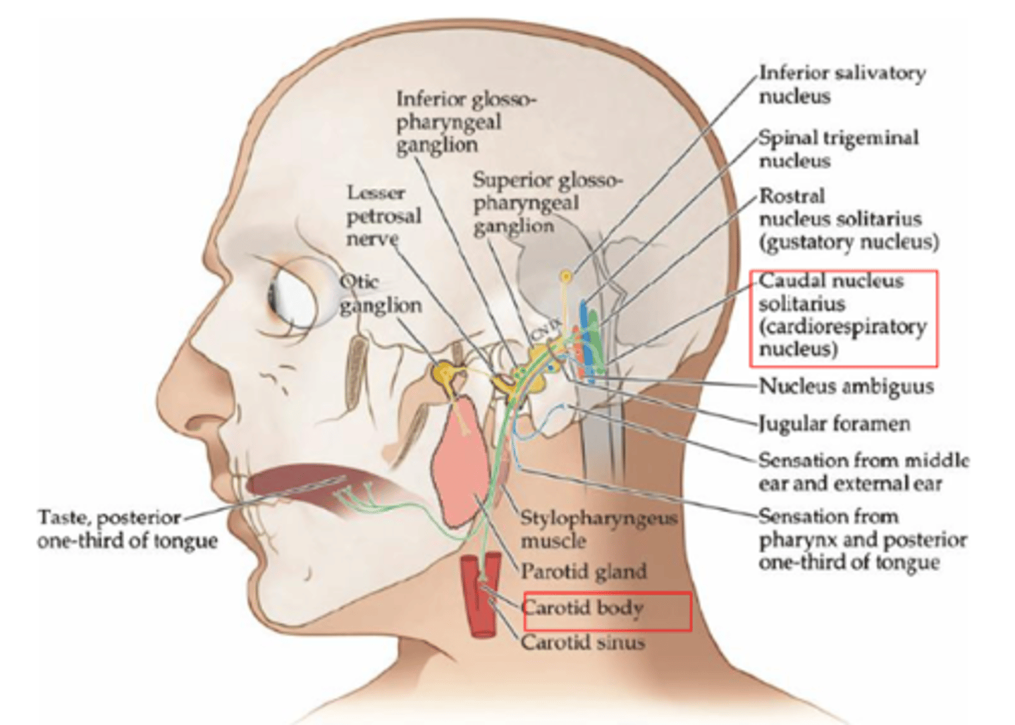 <p>Stylopharyngeus muscle</p>