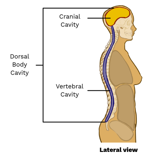 <ul><li><p>The body cavity located at the back of the body that contains and protects the central nervous system.</p></li><li><p>It contains the brain in the cranial cavity and the spinal cord in the spinal cavity. </p></li></ul><p></p>