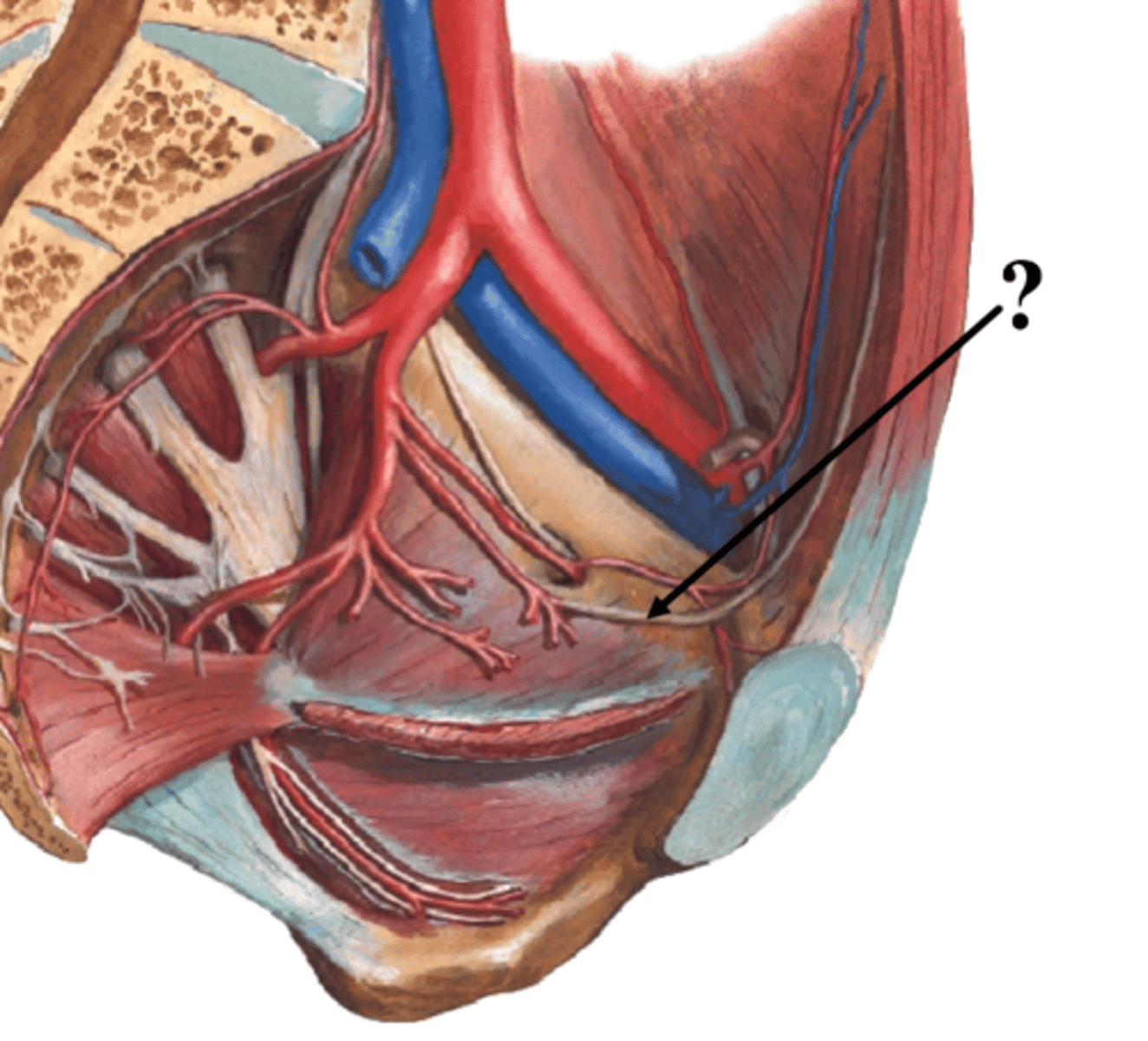 <p>What is the umbilical artery of the anterior division of the pelvis supply? </p>