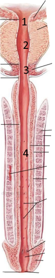 <p>Podaj nazwy struktur pod numerami 1-4</p>