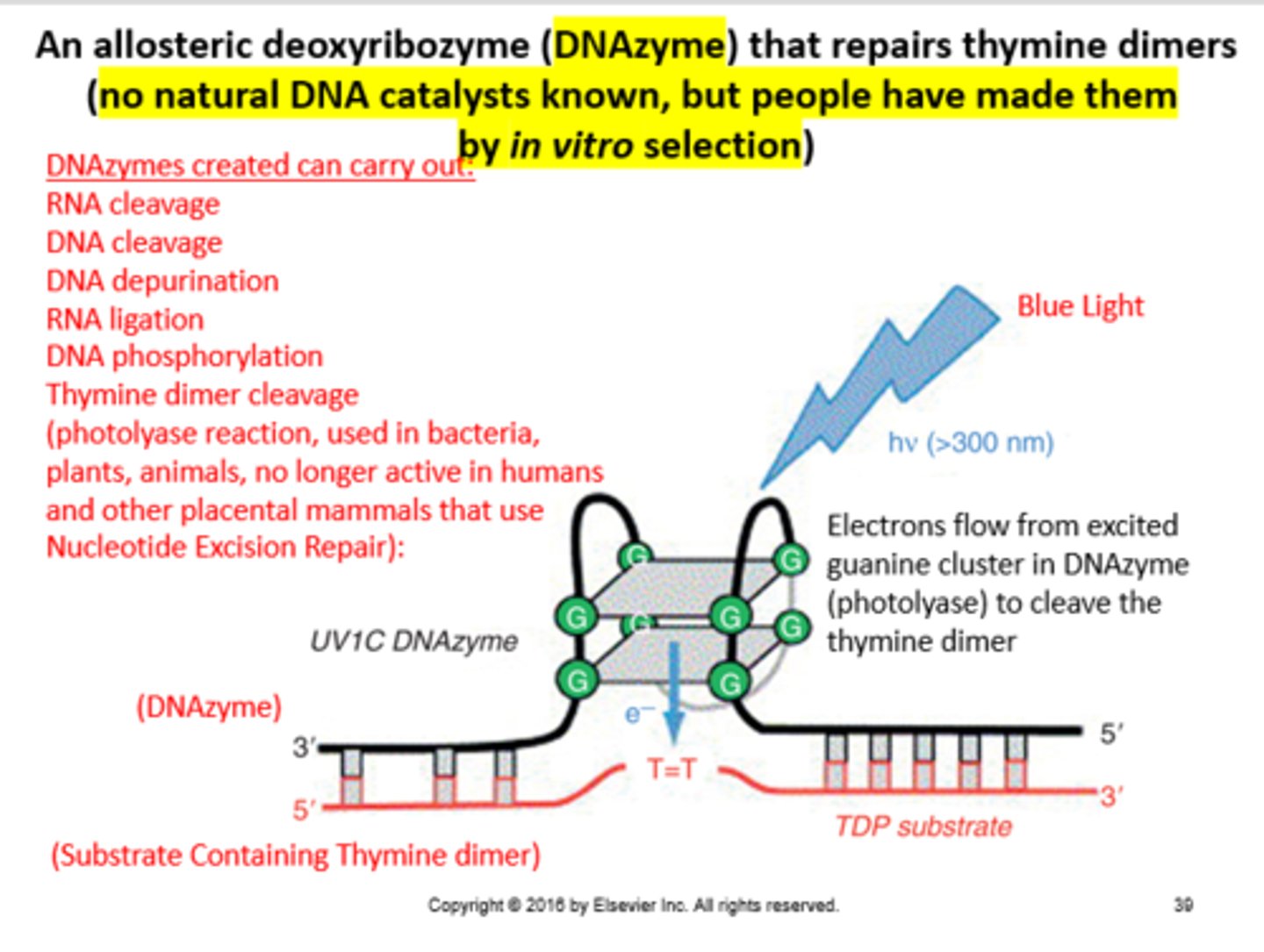 <p>Enzymes not seen in organisms, but made in the lab to carry out a variety of reactions targeting nucleic acids</p>