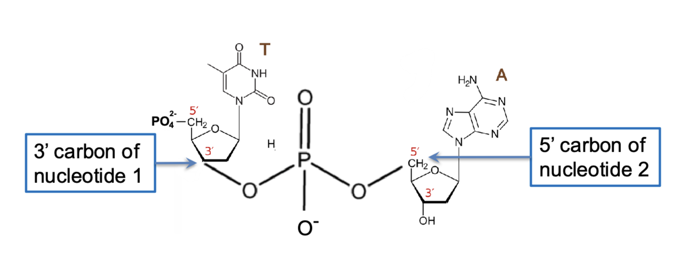 <p>a phosphodiester bond = phosphate group linking two sugars via ester bonds </p>