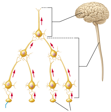 <p><span><span>What does this image depict?</span></span></p>