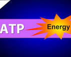 <p><span>Perform essential functions like synthesis, active transport, movement, and maintaining order</span></p>