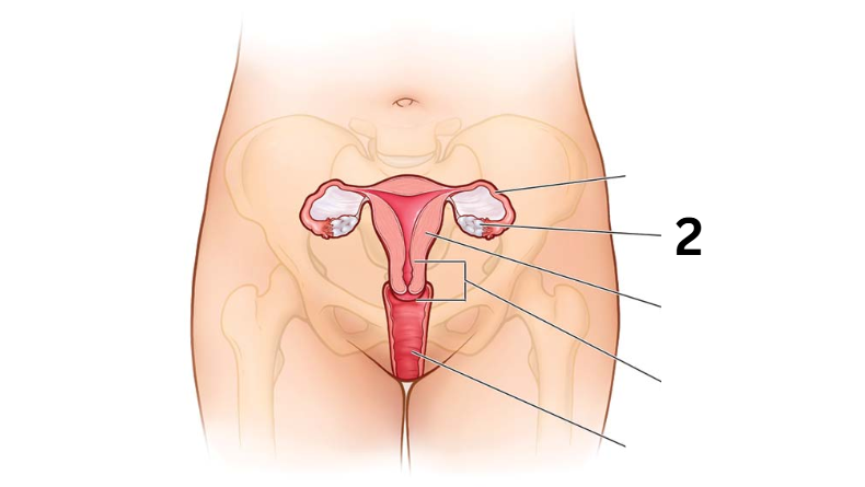 <p>Identity this female reproductive system (marked with 2)</p>