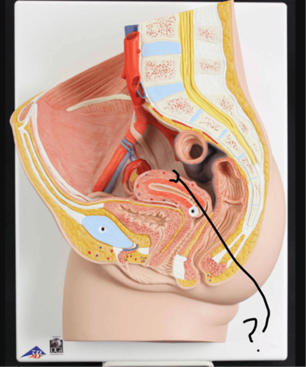 <p>name this muscular layer</p>