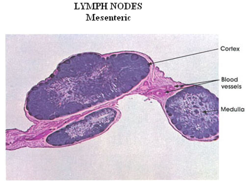 <p>Lymph Nodes</p>