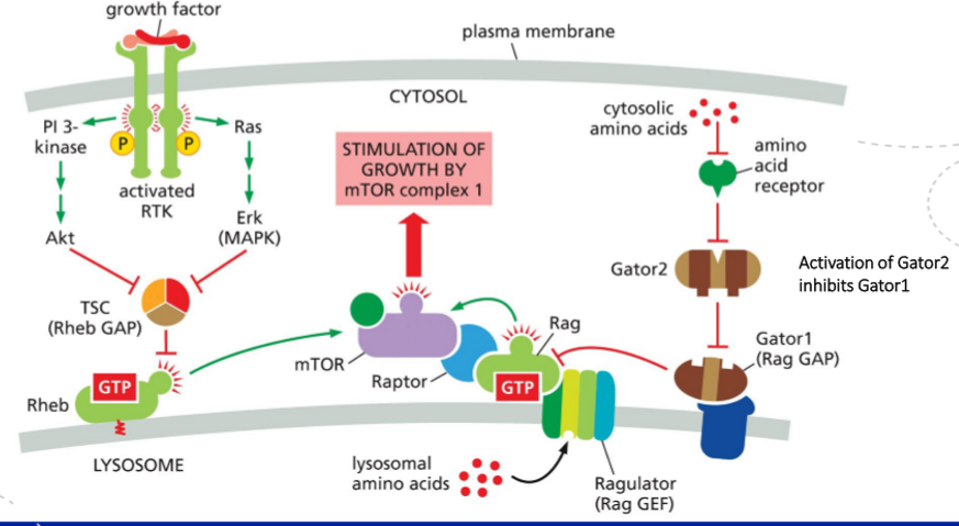 <p><strong>How mTORC1 is activated</strong></p><ul><li><p><strong>Amino acids</strong> activate <strong>Rag GTPases</strong>, which <strong>recruit mTORC1 (mTOR + Raptor) to the lysosomal membrane</strong>.</p></li><li><p><strong>Growth factors</strong> (via RTK → PI3K → Akt) <strong>inhibit the TSC complex</strong>, which allows <strong>Rheb to stay GTP-bound</strong>.</p></li><li><p><strong>Rheb–GTP at the lysosome directly activates mTORC1</strong> once mTORC1 has been brought there by the Rag proteins.</p></li></ul><p>So: <strong>Rag = brings mTORC1 to lysosome (permission)</strong>, <strong>Rheb–GTP = switches mTORC1 on (activation)</strong>.</p><p></p><p></p><p><strong>Function of TSC complex and Rheb</strong></p><p><strong>Rheb</strong> is a small GTPase that <strong>directly activates mTORC1 when GTP-bound</strong>.</p><p><strong>TSC complex (TSC1/2)</strong> is a <strong>GAP for Rheb</strong>, thereby <strong>turning mTORC1 off</strong>.</p><p></p><p></p>