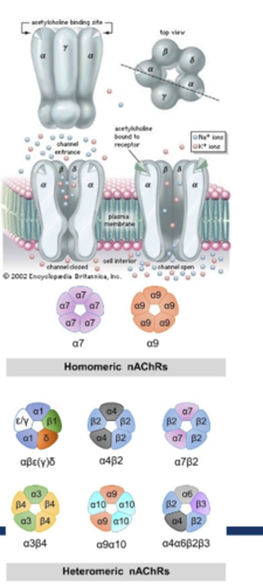 <p>Nicotinic acetylcholine receptors: (nAChR)</p>