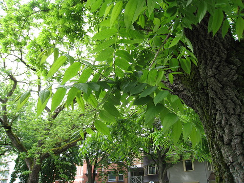 (Juglans nigra)
