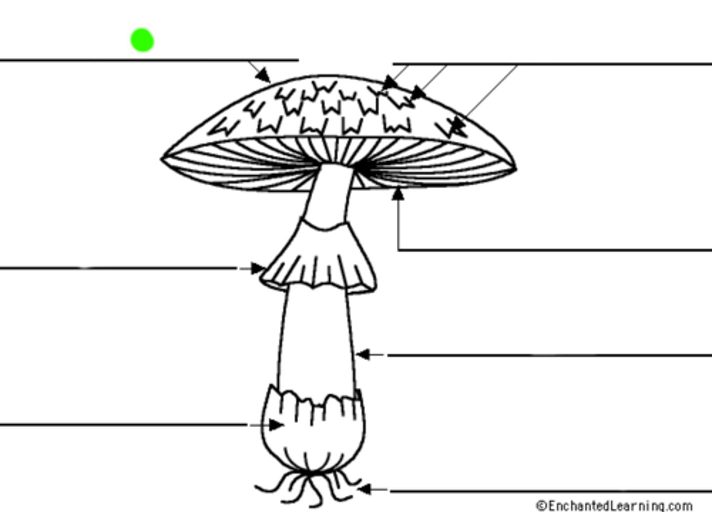 <p>The cap-like structure of a mushroom, which typically covers and protects the gills or other reproductive structures, often expanding as the mushroom matures.</p>