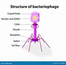 <p>e.g. bacteriophages</p>