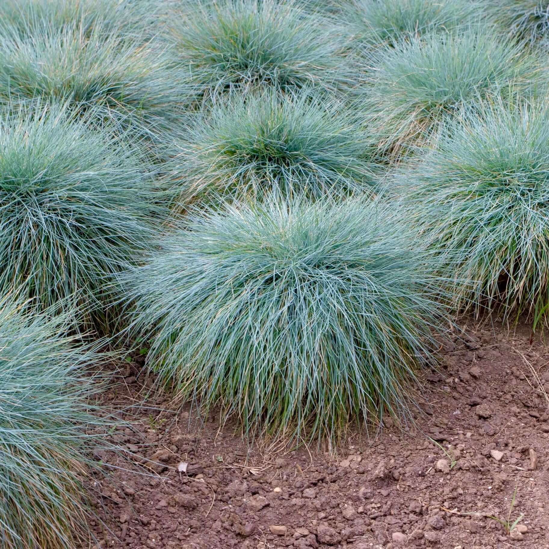 <p>is a compact, clump-forming ornamental grass about 8–12 inches tall, featuring fine, needle-like, silvery-blue foliage and airy tan flower spikes that rise above the mound in early summer.</p><p>-thrives in cool seasons</p>
