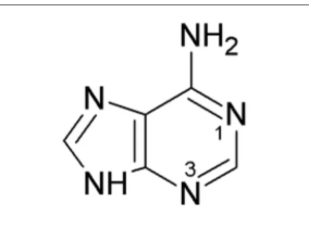<p>What nitrogenous base is this?</p>