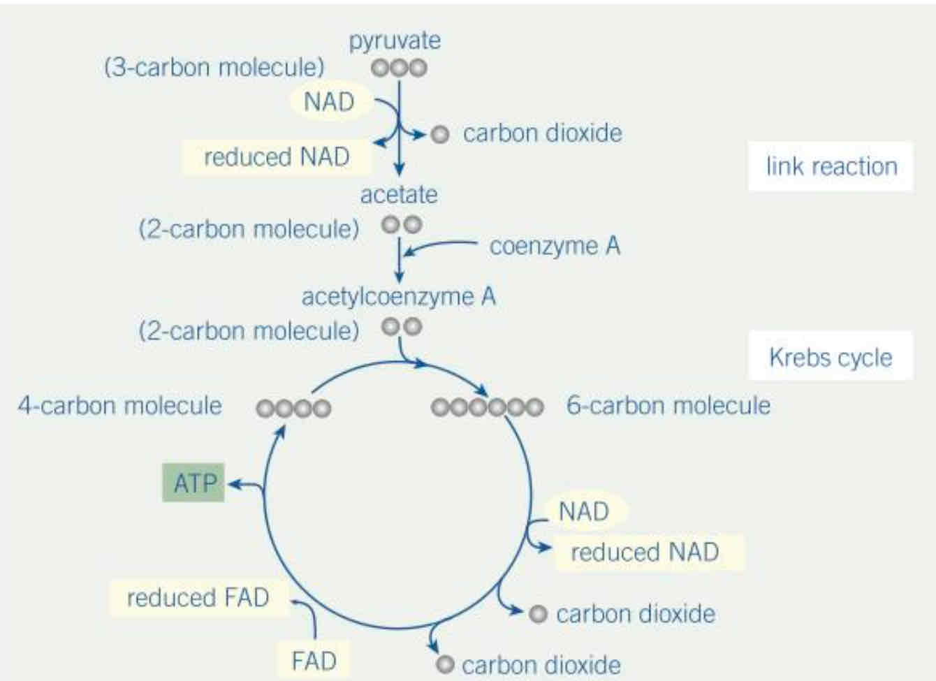 <p>Describe the process of the Krebs Cycle</p>