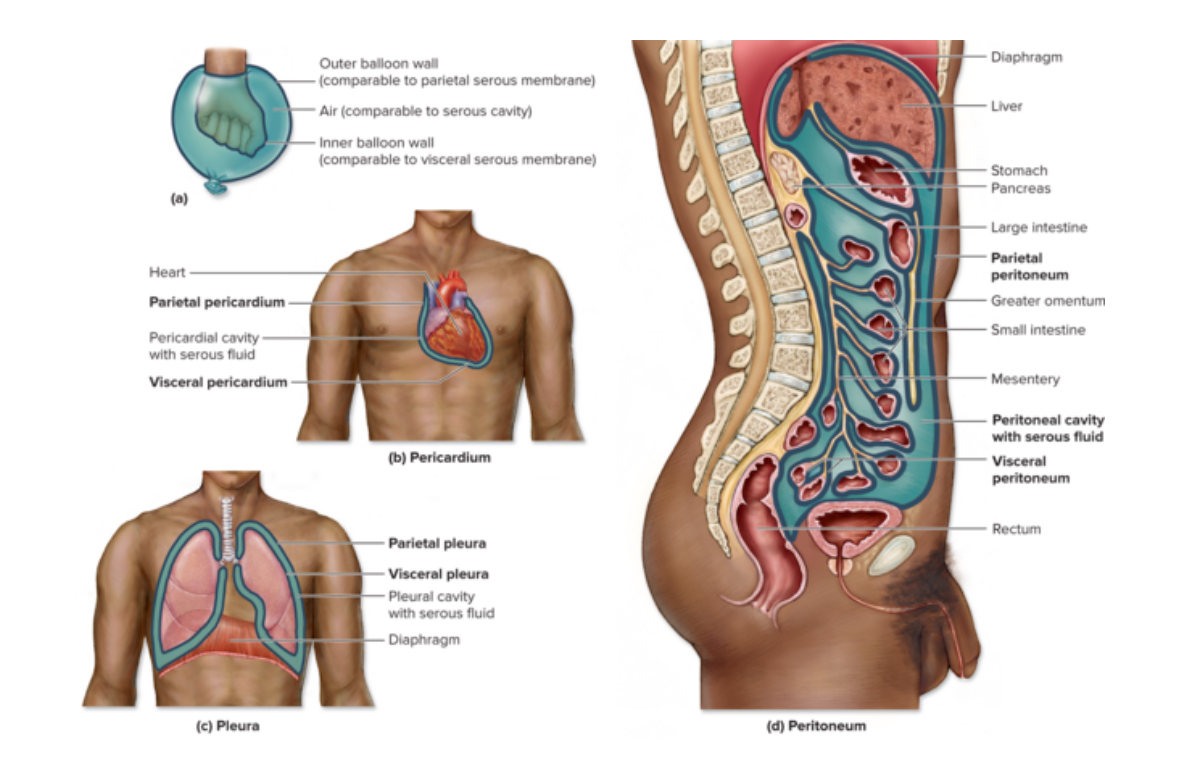 <p>Peritoneal cavity</p>