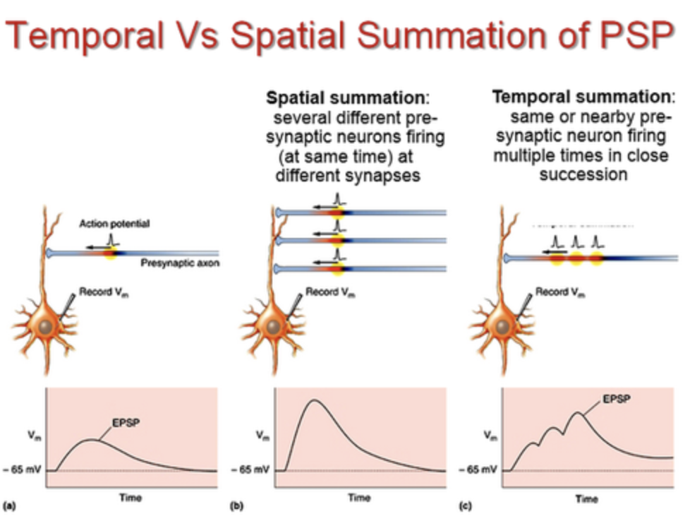 spatial summation