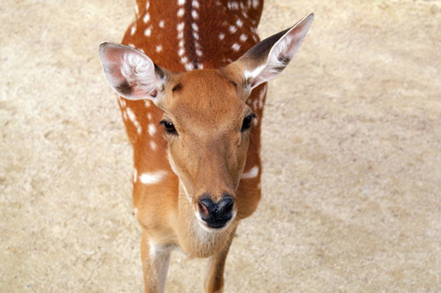 <p>deer, stag (male)</p>
