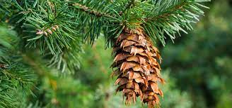 <p>flat, longer, single needles</p><p>medium-sized cone with winged bracts</p><p>60-70 ft tall</p><p>salt and drought sensitive; also suffers from rhabdocline</p>