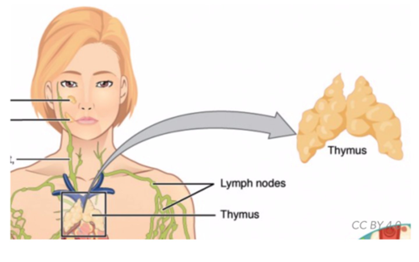 <p>thymus</p>