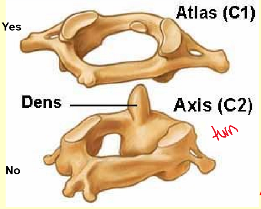 <p>Atlas (C1) and Axis (C2) </p>